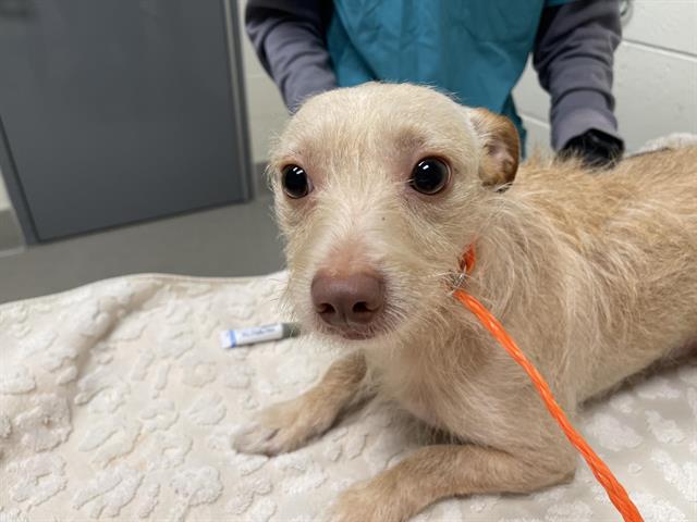 Shelter Stray Male Dog last seen SACRAMENTO & AUBURN FOLSOM, 11232 B Ave, Auburn, CA 95603, USA