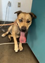 Shelter Stray Female Dog last seen , West Valley Animal Shelter, 20655 Plummer St, Chatsworth, CA 91311, USA