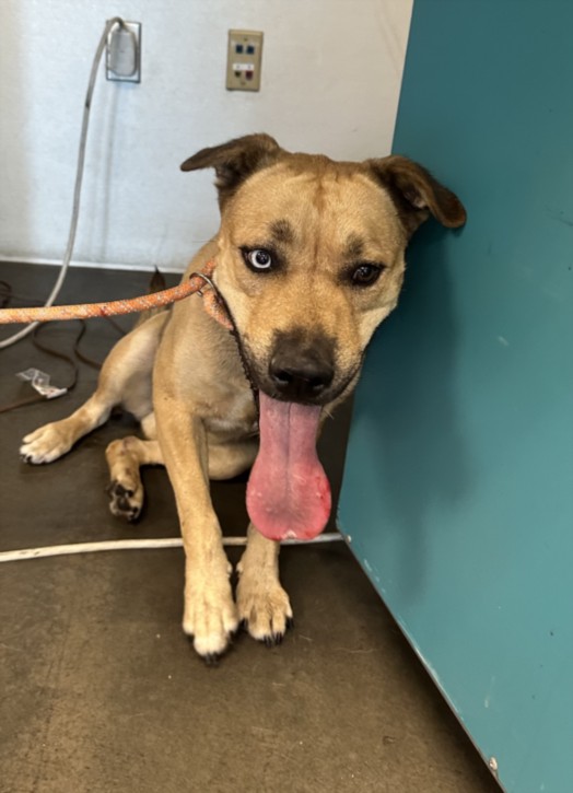 Shelter Stray Female Dog last seen , West Valley Animal Shelter, 20655 Plummer St, Chatsworth, CA 91311, USA