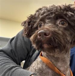 Shelter Stray Female Dog last seen STATE ST/7TH AVE, SAN JACINTO CA 92582, 581 S Grand Ave, San Jacinto, CA 92582, USA
