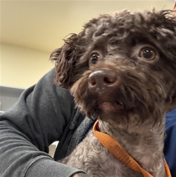 Shelter Stray Female Dog last seen STATE ST/7TH AVE, SAN JACINTO CA 92582, 581 S Grand Ave, San Jacinto, CA 92582, USA