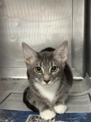 Shelter Stray Female Cat last seen , West Valley Animal Shelter, 20655 Plummer St, Chatsworth, CA 91311, USA