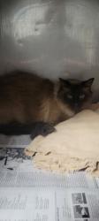 Shelter Stray Male Cat last seen , West Valley Animal Shelter, 20655 Plummer St, Chatsworth, CA 91311, USA