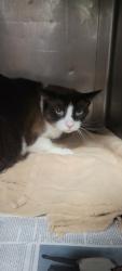Shelter Stray Male Cat last seen , West Valley Animal Shelter, 20655 Plummer St, Chatsworth, CA 91311, USA