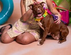 Shelter Stray Female Dog last seen , 2769 Conroy Rd, Orlando, FL 32839, USA