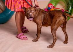 Shelter Stray Male Dog last seen , 2769 Conroy Rd, Orlando, FL 32839, USA