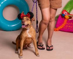 Shelter Stray Female Dog last seen , 2769 Conroy Rd, Orlando, FL 32839, USA