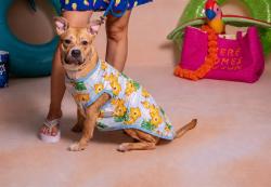Shelter Stray Female Dog last seen , 2769 Conroy Rd, Orlando, FL 32839, USA