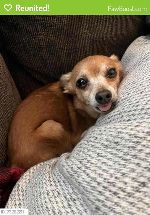 Reunited Female Dog last seen Harrison Ave between E Weldon and E Cambridge, Fresno, CA 93704