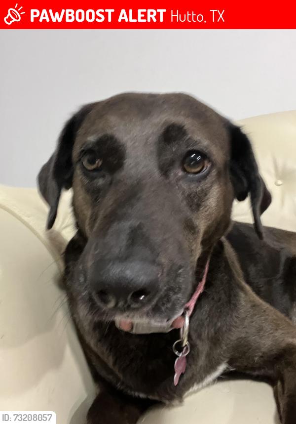 Lost Female Dog last seen Near heather cove, Hutto, TX 78634