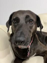 Lost Female Dog last seen Near heather cove, Hutto, TX 78634