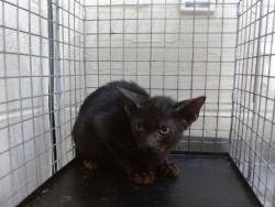 Shelter Stray Male Cat last seen , 2769 Conroy Rd, Orlando, FL 32839, USA