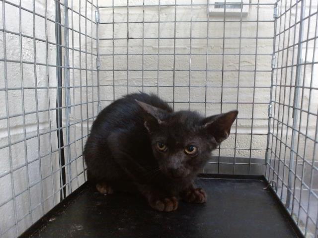 Shelter Stray Male Cat last seen , 2769 Conroy Rd, Orlando, FL 32839, USA