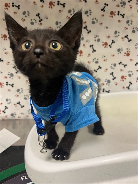 Shelter Stray Male Cat last seen Near BLOCK LIMONITE AVE, JURUPA VALLEY CA 92509, 6851 Van Buren Boulevard, Jurupa Valley, CA 92509, USA