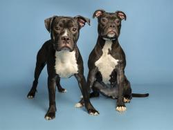 Shelter Stray Female Dog last seen CENTRAL AVE/JEFFERSON ST, 5501 E Van Buren St, Phoenix, AZ 85008, USA