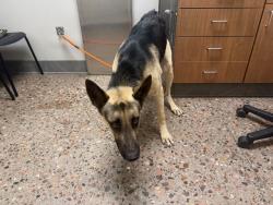 Shelter Stray Male Dog last seen 37TH AND ENCANTO, 5501 E Van Buren St, Phoenix, AZ 85008, USA
