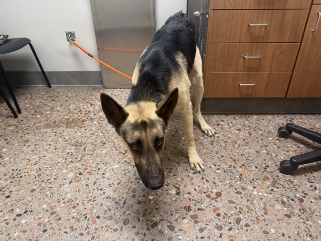 Shelter Stray Male Dog last seen 37TH AND ENCANTO, 5501 E Van Buren St, Phoenix, AZ 85008, USA