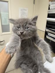 Shelter Stray Male Cat last seen Near BLOCK IOWA AVE, RIVERSIDE CA 92507, 6851 Van Buren Boulevard, Jurupa Valley, CA 92509, USA