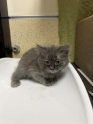 Shelter Stray Female Cat last seen Near BLOCK IOWA AVE, RIVERSIDE CA 92507, 6851 Van Buren Boulevard, Jurupa Valley, CA 92509, USA