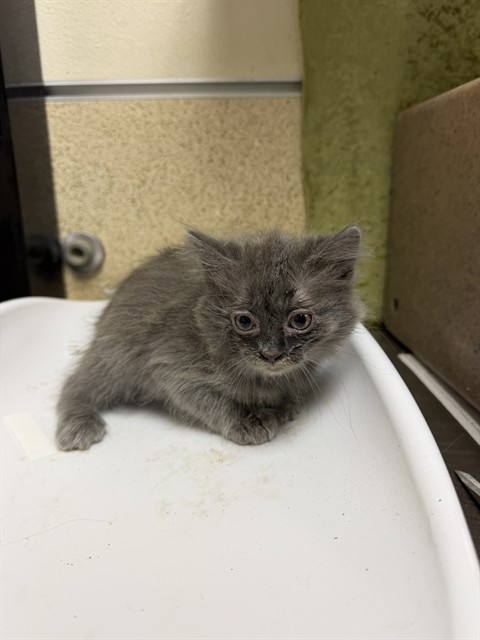 Shelter Stray Female Cat last seen Near BLOCK IOWA AVE, RIVERSIDE CA 92507, 6851 Van Buren Boulevard, Jurupa Valley, CA 92509, USA