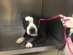 Shelter Stray Female Dog last seen Near BLOCK VAN BUREN BLVD, 6851 Van Buren Boulevard, Jurupa Valley, CA 92509, USA