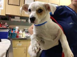Shelter Stray Male Dog last seen PROSPECT AVE / SPRING ST, RIVERSIDE CA, 6851 Van Buren Boulevard, Jurupa Valley, CA 92509, USA