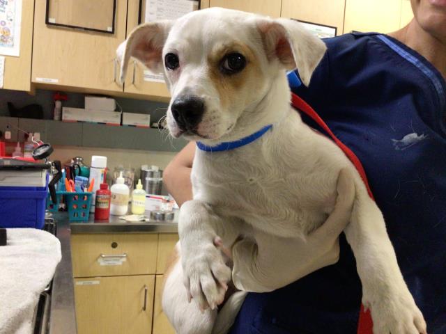 Shelter Stray Male Dog last seen PROSPECT AVE / SPRING ST, RIVERSIDE CA, 6851 Van Buren Boulevard, Jurupa Valley, CA 92509, USA