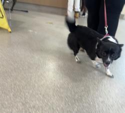 Shelter Stray Female Dog last seen Near BLOCK BEECH DR, 3528 Newburg Rd, Louisville, KY 40218, USA