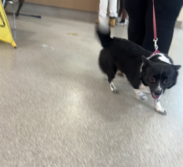 Shelter Stray Female Dog last seen Near BLOCK BEECH DR, 3528 Newburg Rd, Louisville, KY 40218, USA