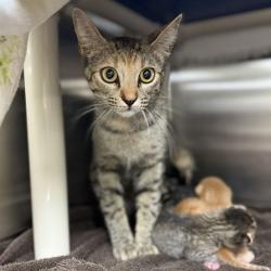 Shelter Stray Female Cat last seen COLONIAL PARK CIR SW, 4950 SW Triana Blvd, Huntsville, AL 35805, USA