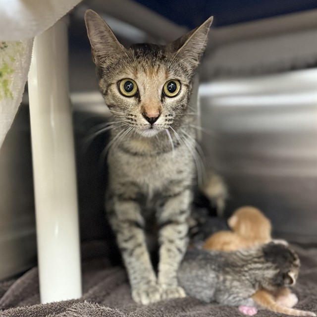 Shelter Stray Female Cat last seen COLONIAL PARK CIR SW, 4950 SW Triana Blvd, Huntsville, AL 35805, USA