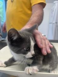 Shelter Stray Female Cat last seen BURLINGTON AC, 221 Stone Quarry Rd, Burlington, NC 27217, USA