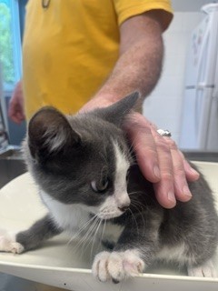 Shelter Stray Female Cat last seen BURLINGTON AC, 221 Stone Quarry Rd, Burlington, NC 27217, USA