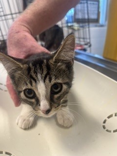Shelter Stray Male Cat last seen BURLINGTON AC, 221 Stone Quarry Rd, Burlington, NC 27217, USA