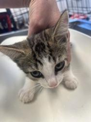 Shelter Stray Female Cat last seen BURLINGTON AC, 221 Stone Quarry Rd, Burlington, NC 27217, USA
