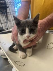 Shelter Stray Female Cat last seen BURLINGTON AC, 221 Stone Quarry Rd, Burlington, NC 27217, USA