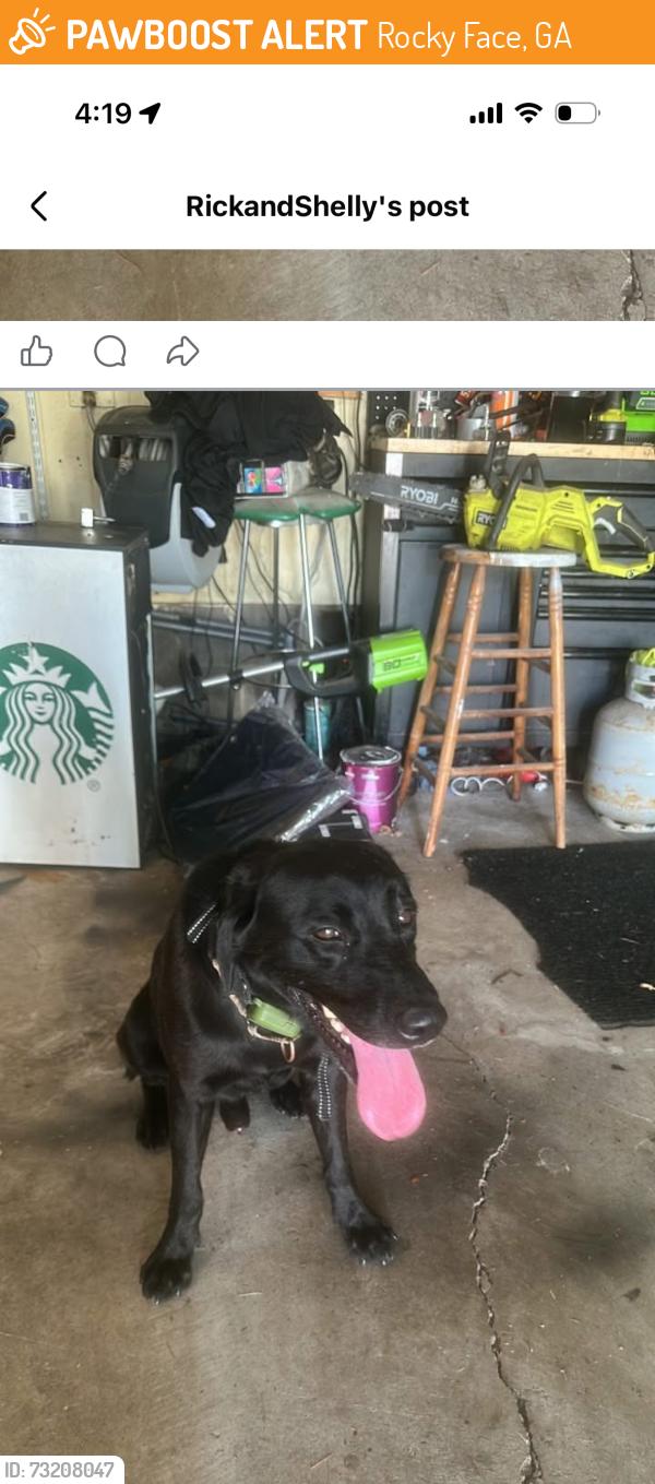 Found/Stray Male Dog last seen Deer crossing, Rocky Face, GA 30740