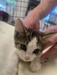 Shelter Stray Female Cat last seen BURLINGTON AC, 221 Stone Quarry Rd, Burlington, NC 27217, USA