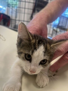 Shelter Stray Female Cat last seen BURLINGTON AC, 221 Stone Quarry Rd, Burlington, NC 27217, USA