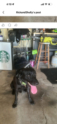 Found/Stray Male Dog last seen Deer crossing, Rocky Face, GA 30740