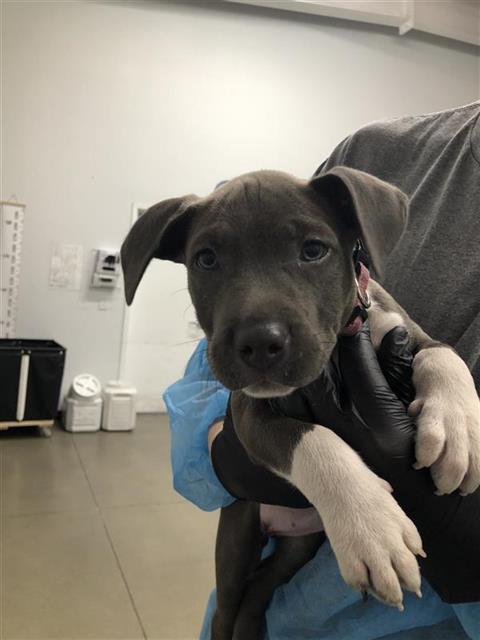 Shelter Stray Female Dog last seen Near BLOCK E SHIELDS AVE, FRESNO CA 93727, 5277 E Airways Blvd, Fresno, CA 93727, USA