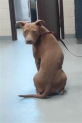 Shelter Stray Female Dog last seen Near BLOCK FERNDELL DR, FAYETTEVILLE NC 28314, 4704 Corporation Dr, Fayetteville, NC 28306, USA