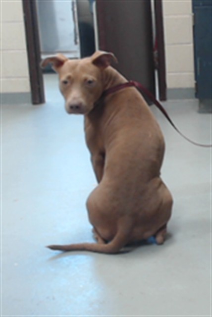 Shelter Stray Female Dog last seen Near BLOCK FERNDELL DR, FAYETTEVILLE NC 28314, 4704 Corporation Dr, Fayetteville, NC 28306, USA
