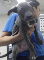 Shelter Stray Female Dog last seen Near BLOCK FERNDELL DR, FAYETTEVILLE NC 28314, 4704 Corporation Dr, Fayetteville, NC 28306, USA