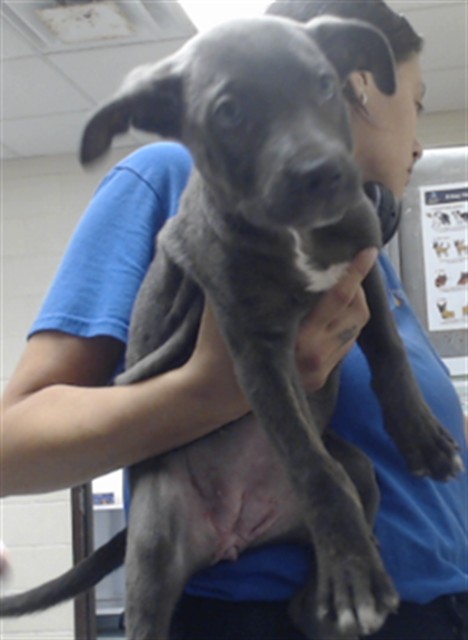 Shelter Stray Female Dog last seen Near BLOCK FERNDELL DR, FAYETTEVILLE NC 28314, 4704 Corporation Dr, Fayetteville, NC 28306, USA