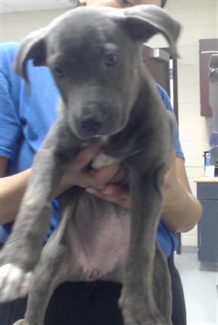 Shelter Stray Female Dog last seen Near BLOCK FERNDELL DR, FAYETTEVILLE NC 28314, 4704 Corporation Dr, Fayetteville, NC 28306, USA