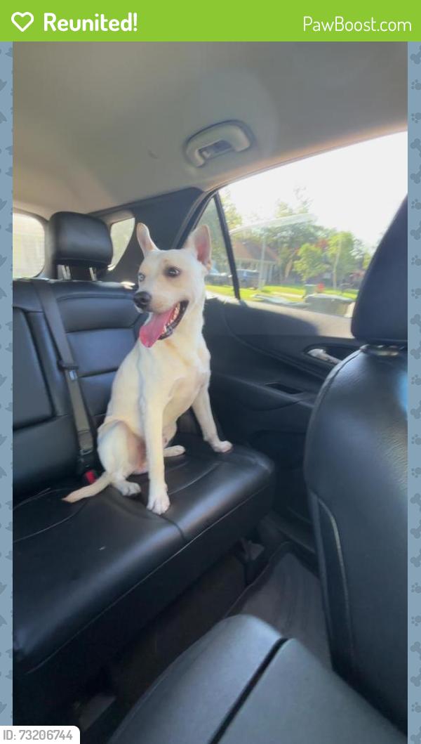 Reunited Male Dog last seen Armored drive Fayetteville NC, Fayetteville, NC 28314