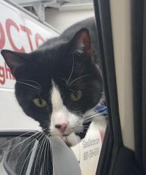 Reunited Male Cat last seen Lakeshore Blvd and Seminole Trail, Mentor-on-the-Lake, OH 44060
