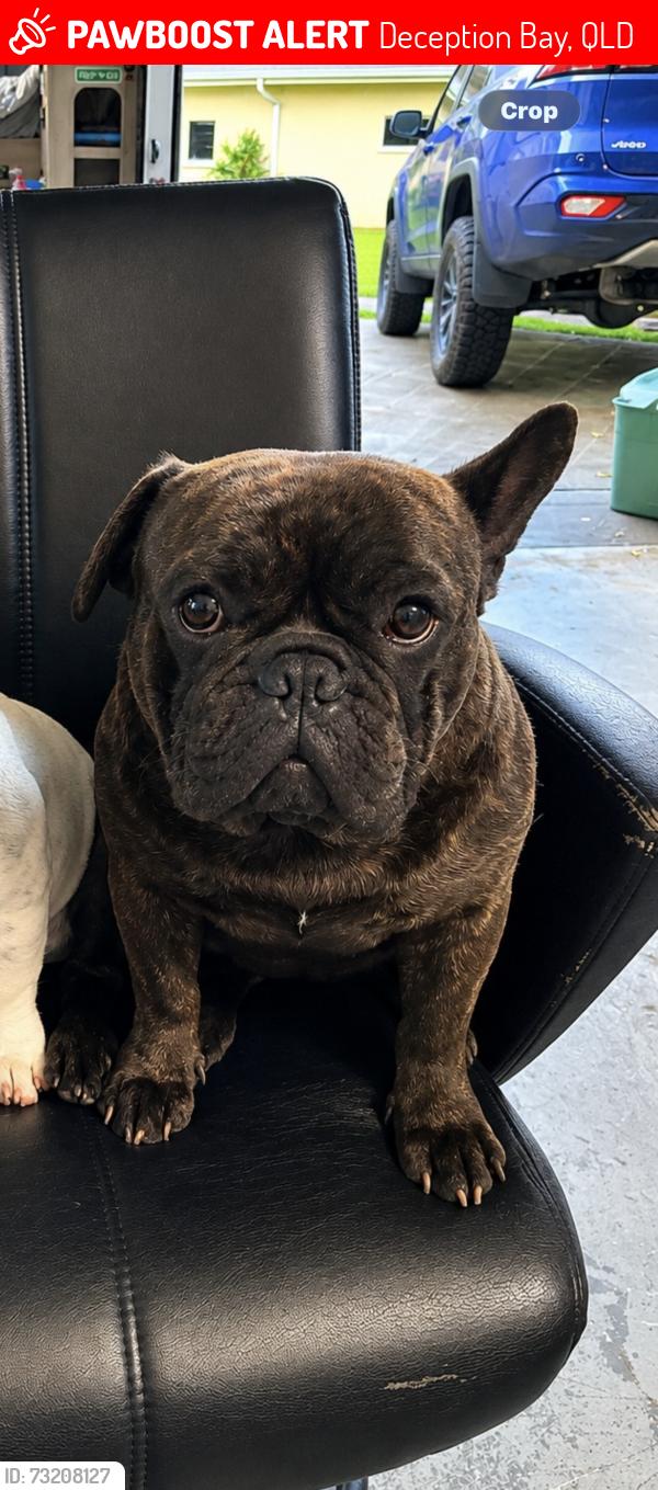 Lost Male Dog last seen Deception bay SES, Deception Bay, QLD 