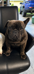 Lost Male Dog last seen Deception bay SES, Deception Bay, QLD 